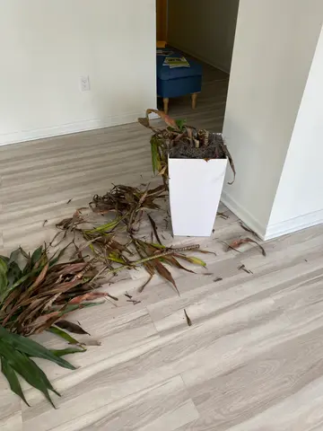 getting rid of the sad, dead plants