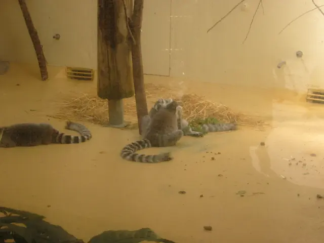 oscon 2003, ringtail