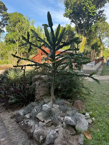 the Botanical Garden in Rio