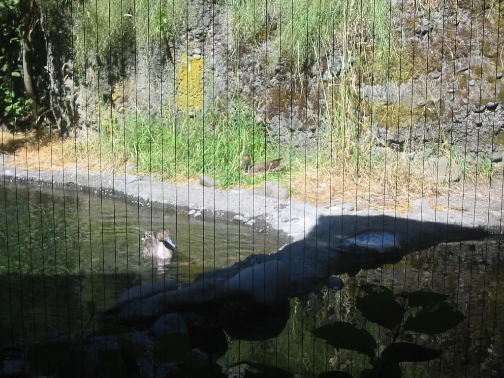 oscon 2003, ducks-2