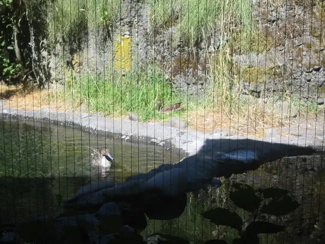 oscon 2003, ducks-2