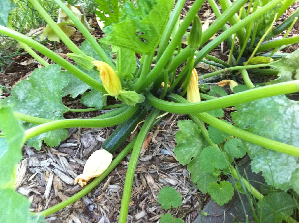 baby zukes