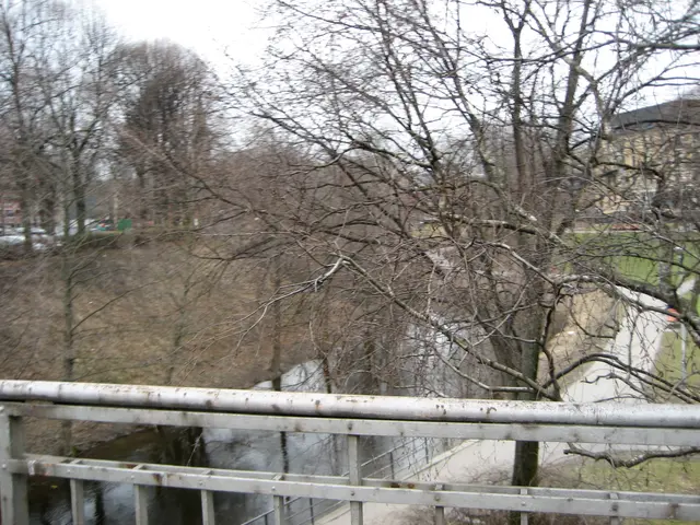 random picture of trees