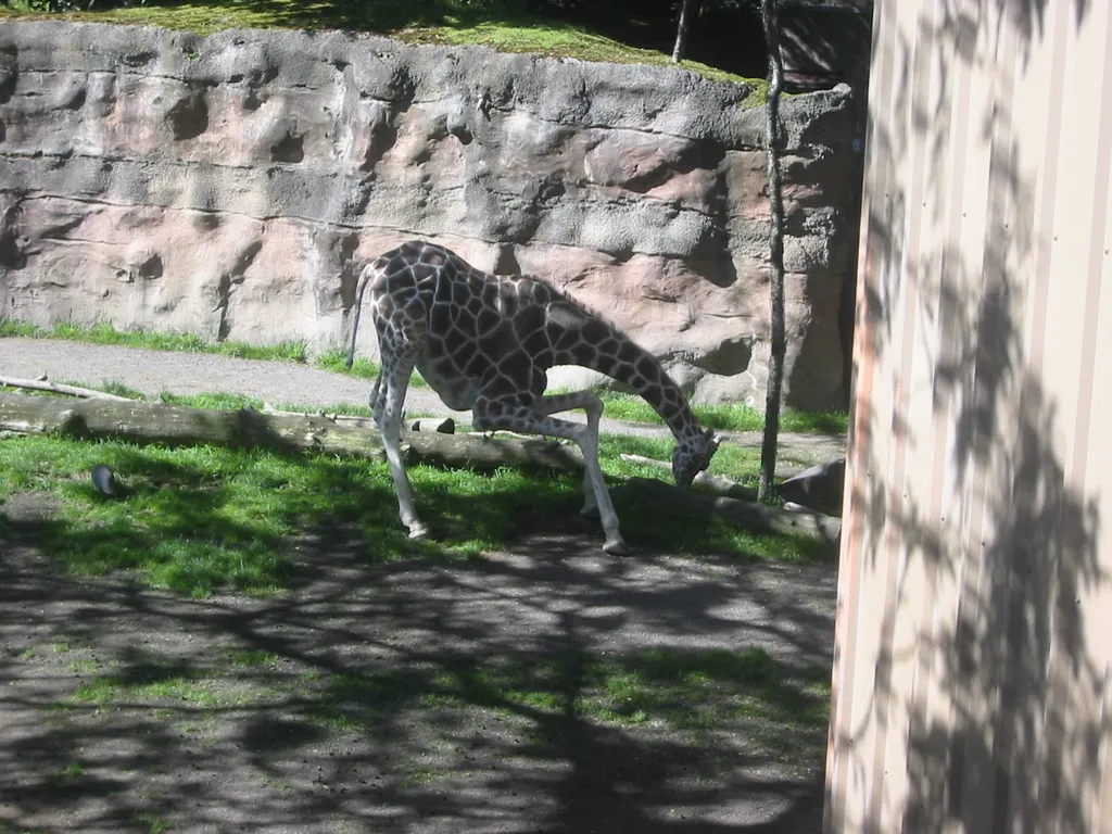 oscon 2003, giraffe-1-eating