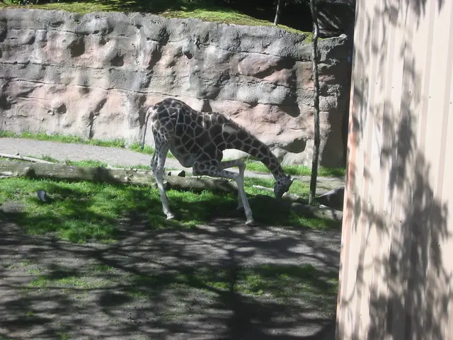 oscon 2003, giraffe-1-eating