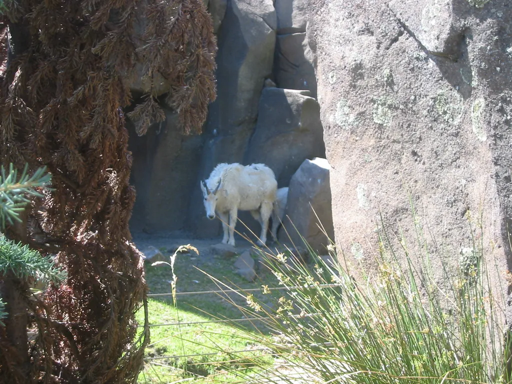 oscon 2003, goat-2