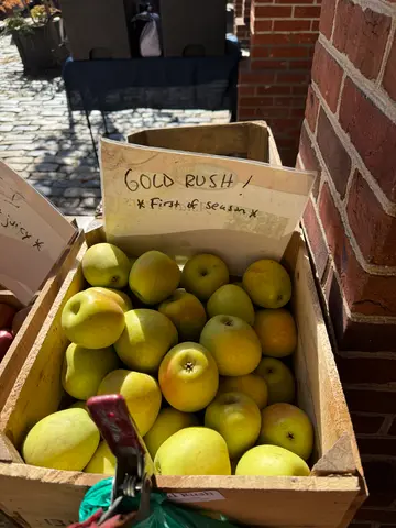 first gold rush apples of the season