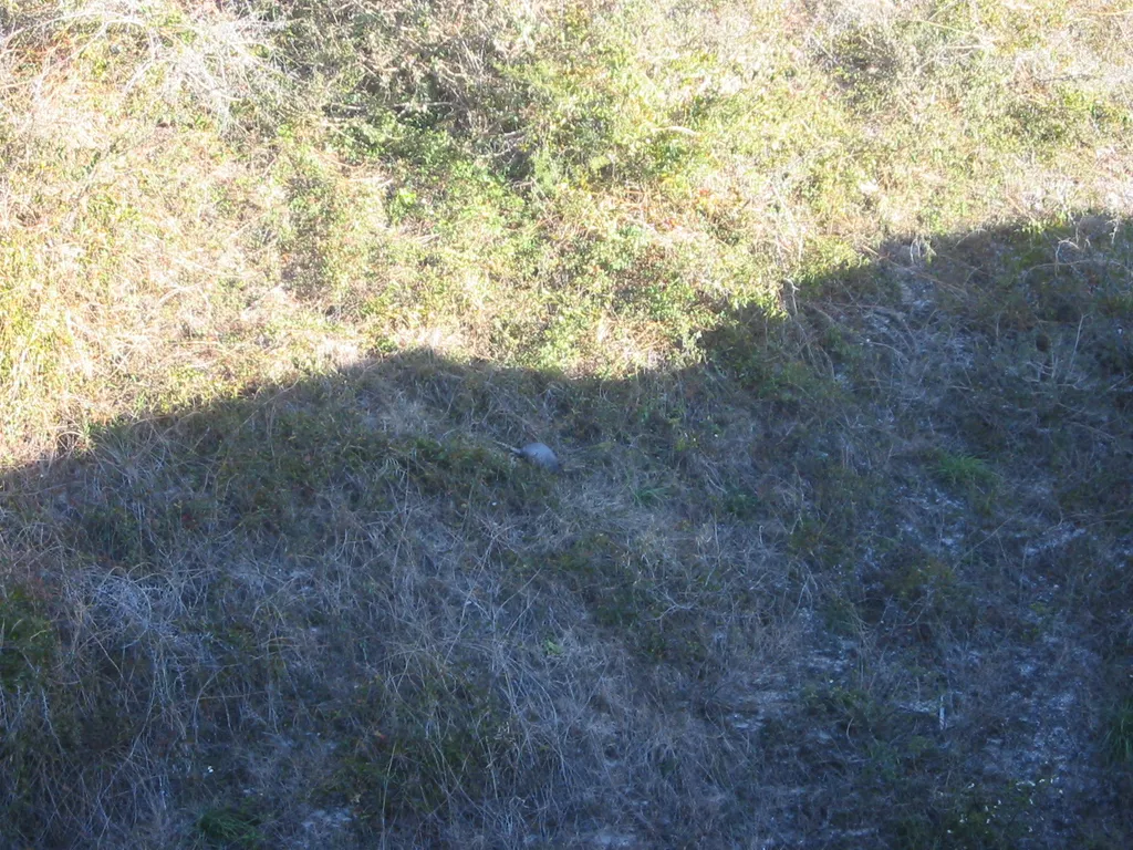 spot the armadillo