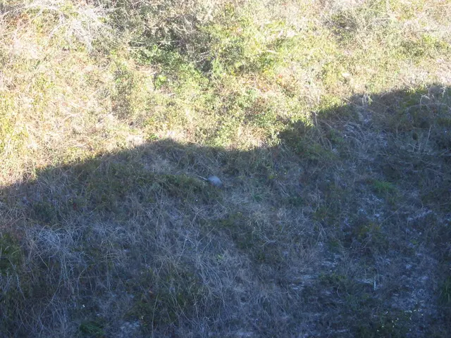 spot the armadillo