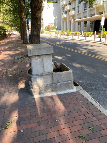 squirrel drink