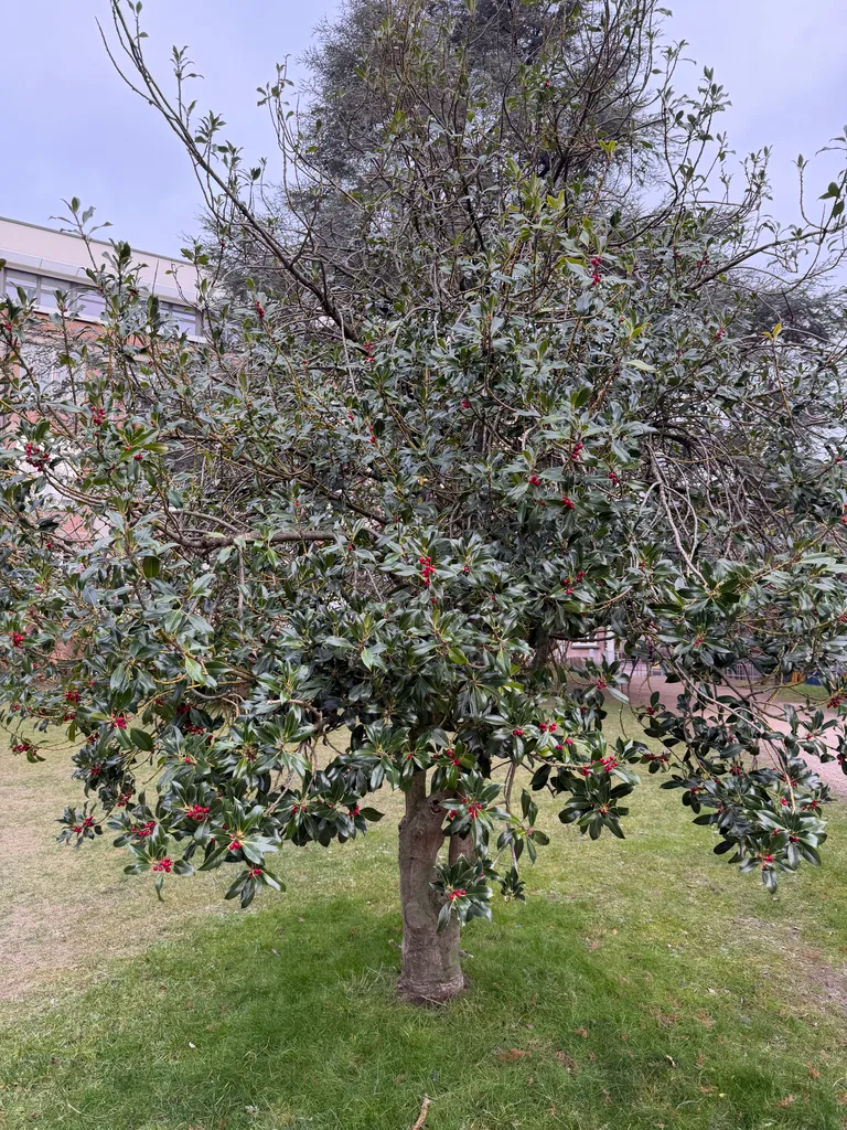 holly tree?