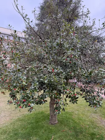 holly tree?
