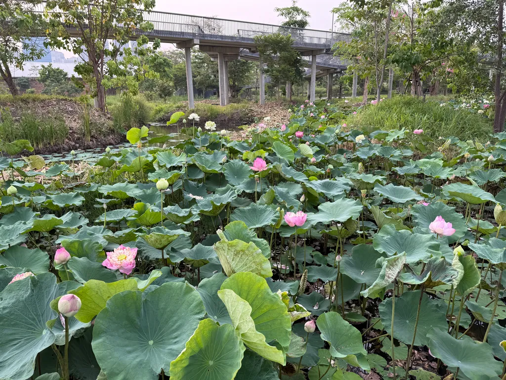 Benjakitty park
