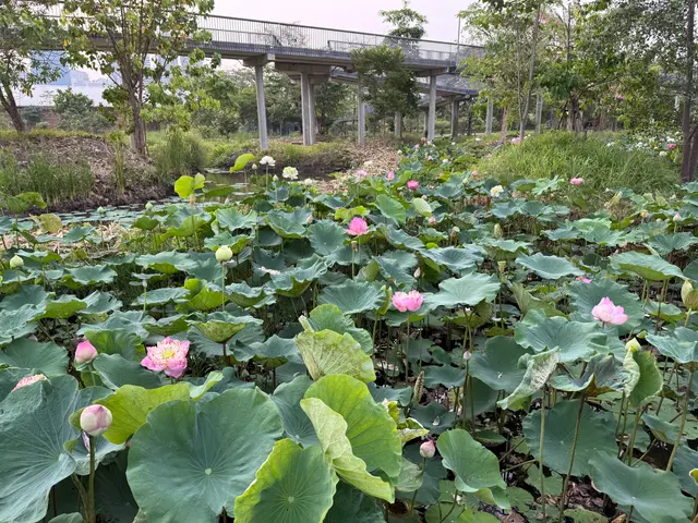 Benjakitty park