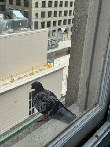 office pigeon