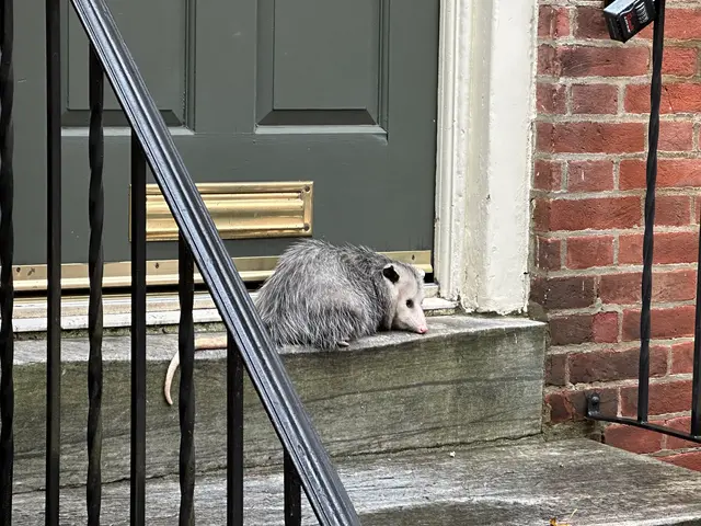 Pine Street Possum