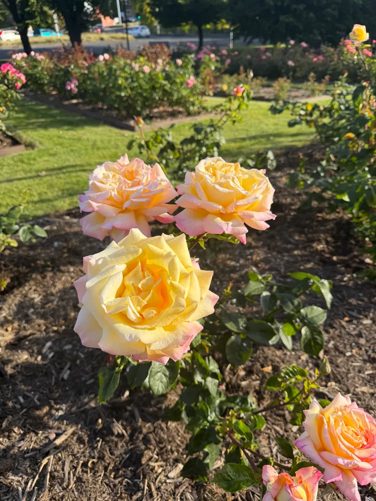 roses in Hobart