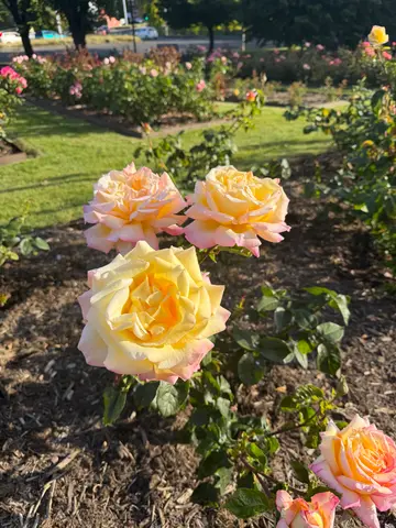 roses in Hobart