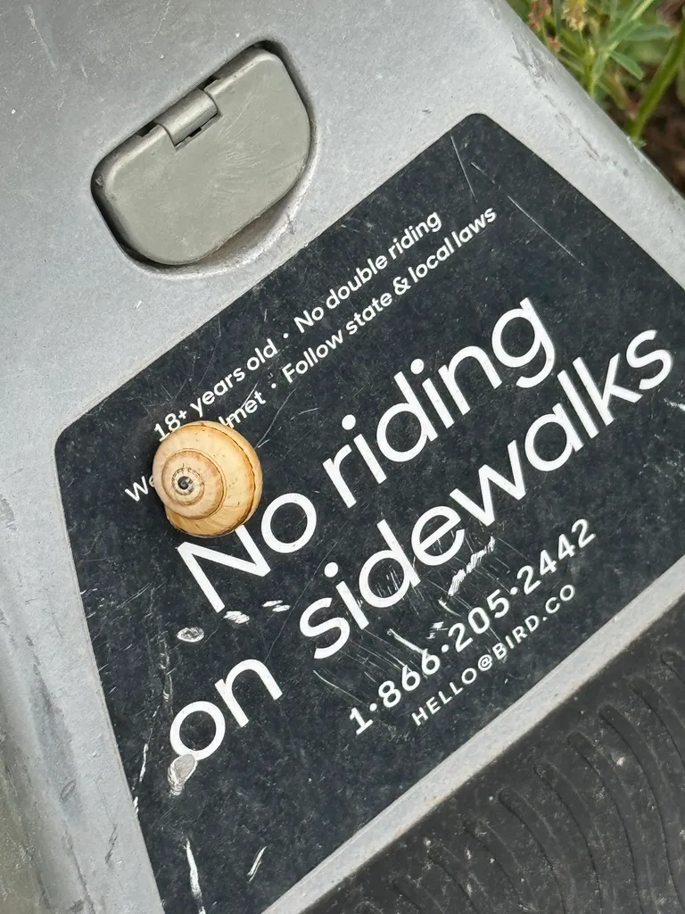snail on scooter