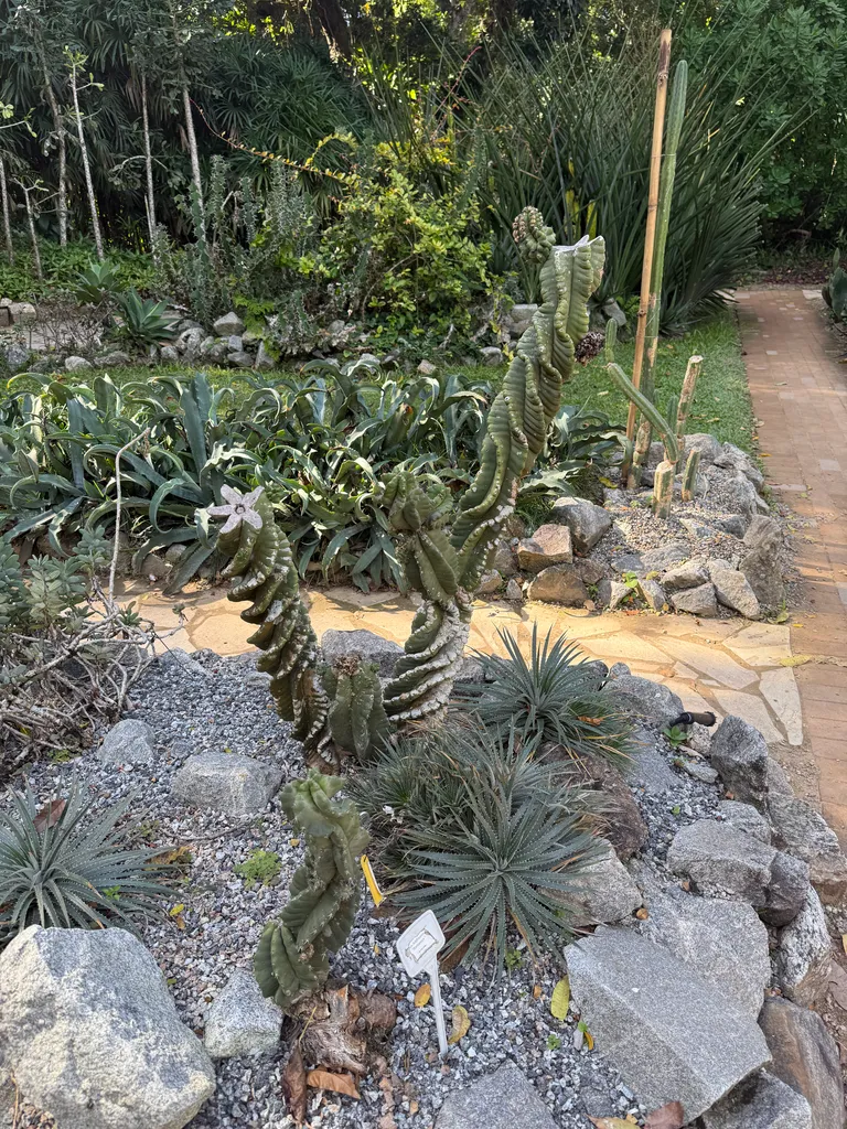 the Botanical Garden in Rio