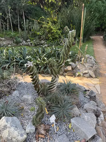 the Botanical Garden in Rio