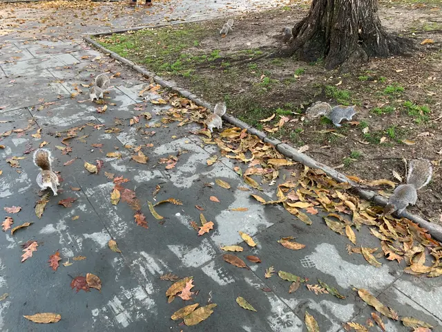 the squirrel squad