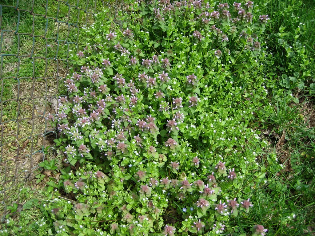unknown weeds