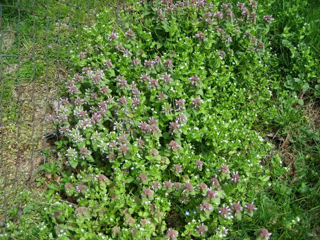 unknown weeds