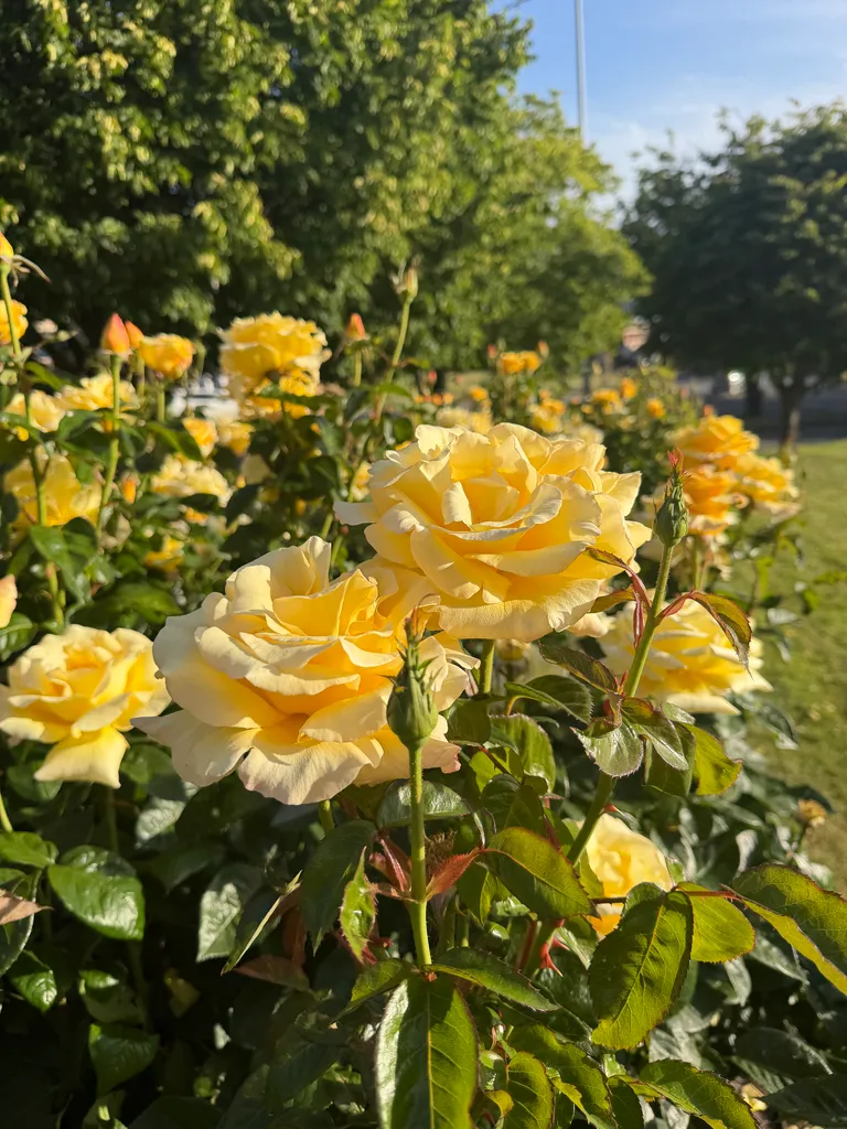 roses in Hobart