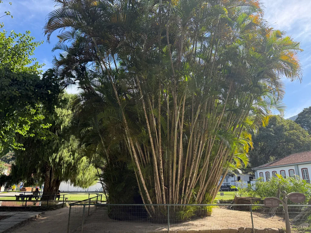 the Botanical Garden in Rio
