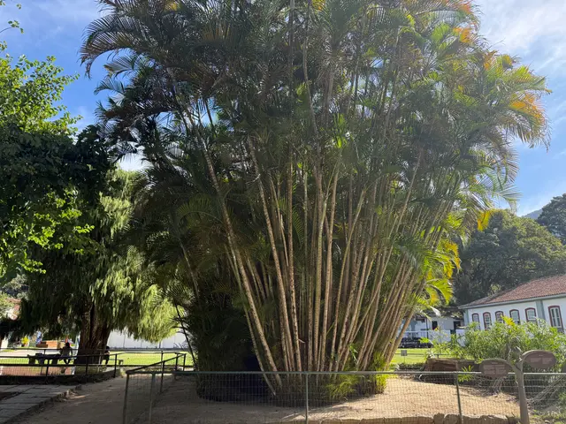 the Botanical Garden in Rio