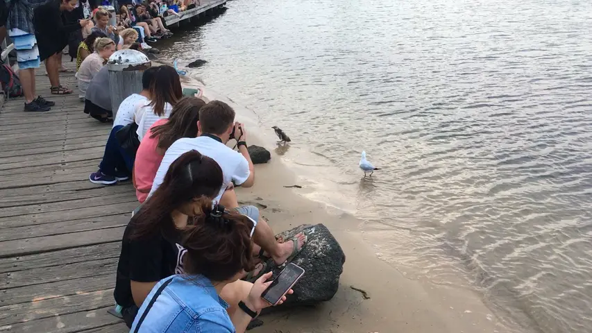 Penguin!