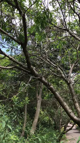 Sydney botanical gardens