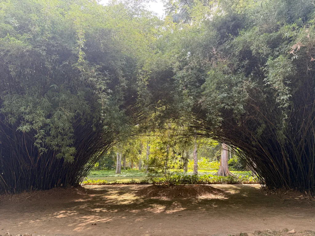 the Botanical Garden in Rio