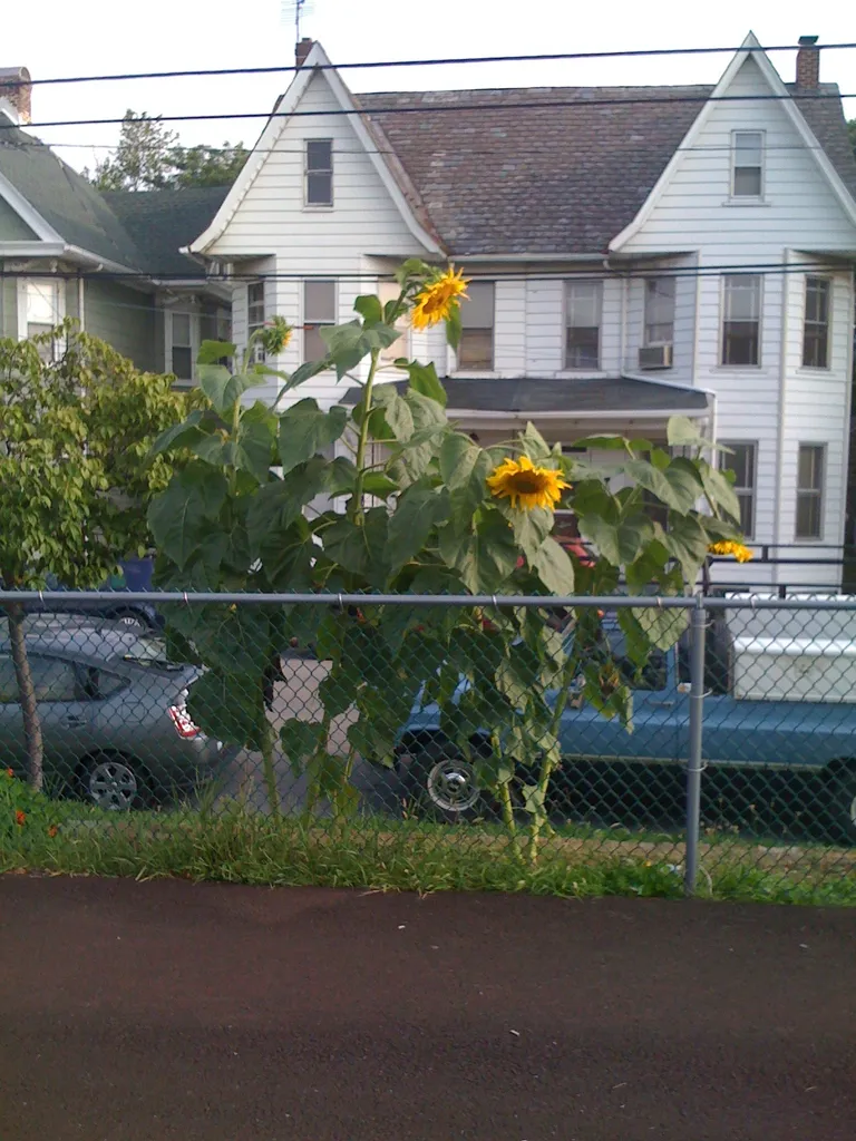 sunflowers are creepy