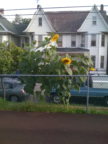 sunflowers are creepy