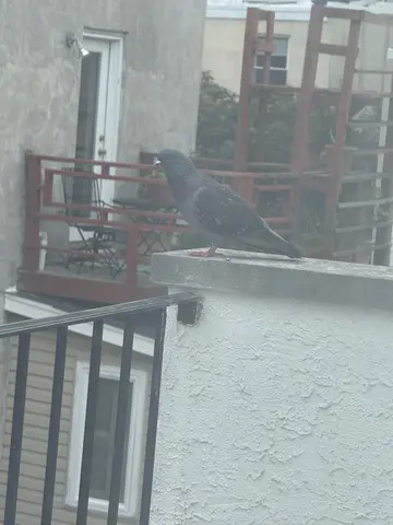 bedroom balcony pigeon