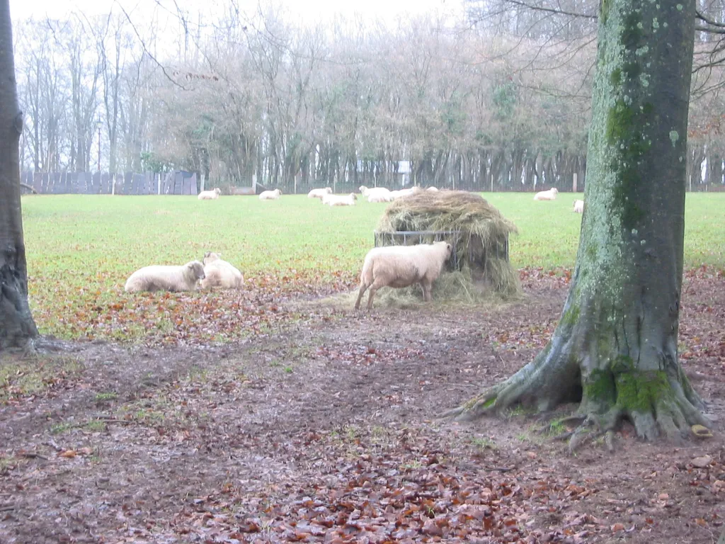 sheep