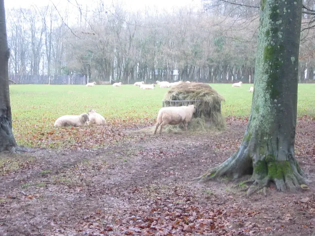 sheep