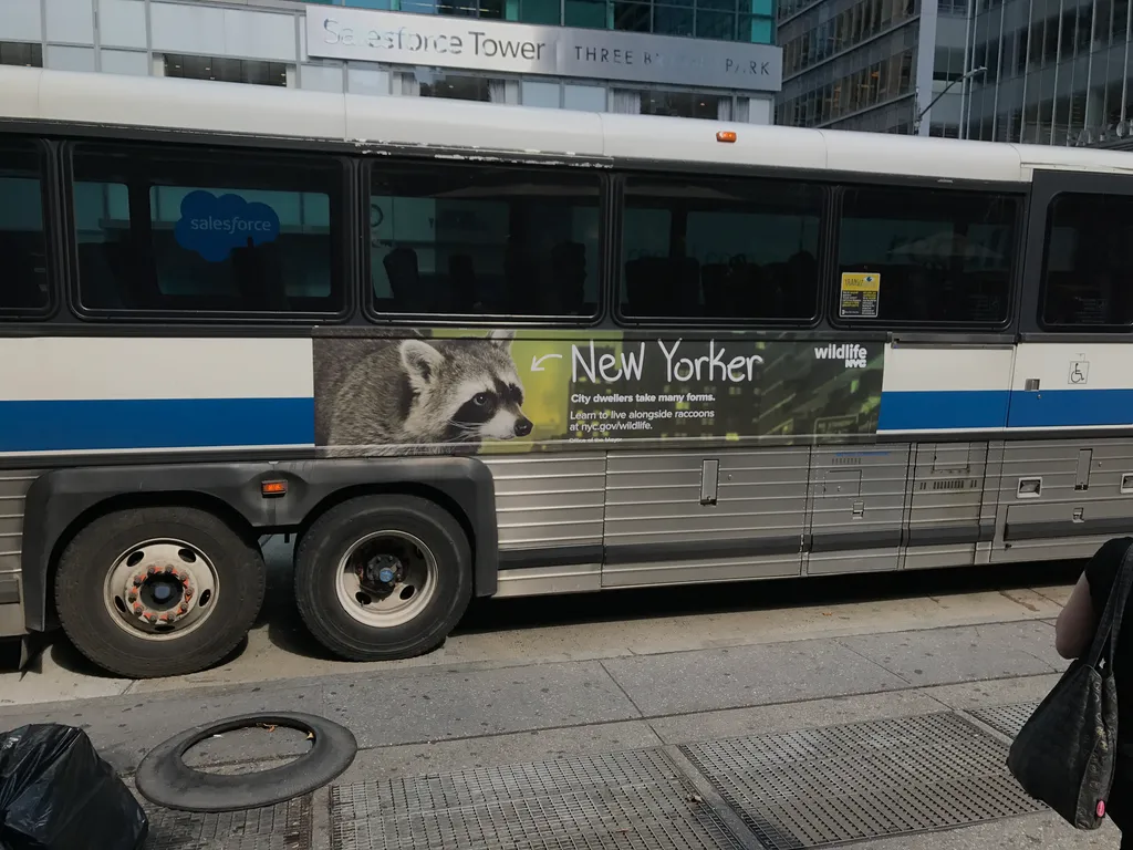 NYC racoons