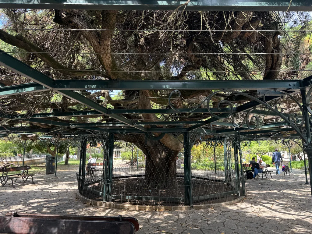 tree with canopy