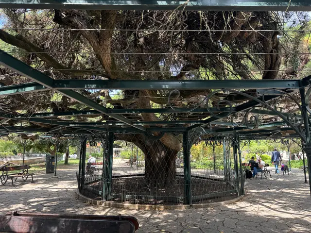 tree with canopy