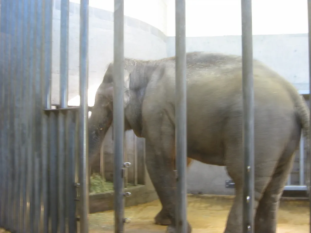 oscon 2003, elephant-2