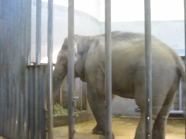 oscon 2003, elephant-2