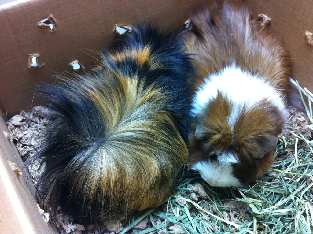 snoozer and wookiee