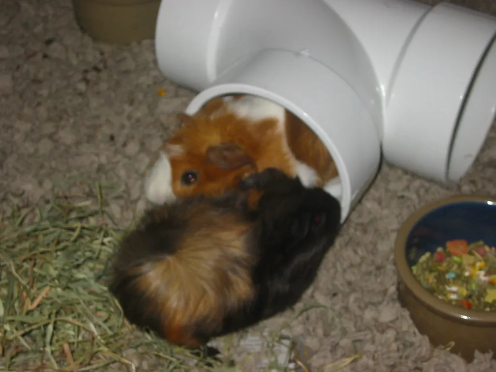 snoozer and wookiee