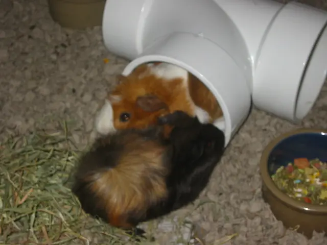 snoozer and wookiee