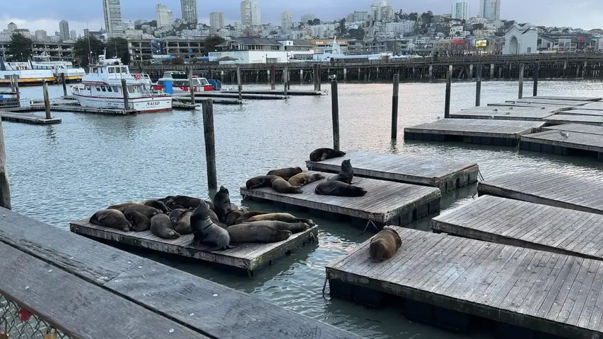 sea lions
