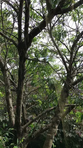 Sydney botanical gardens