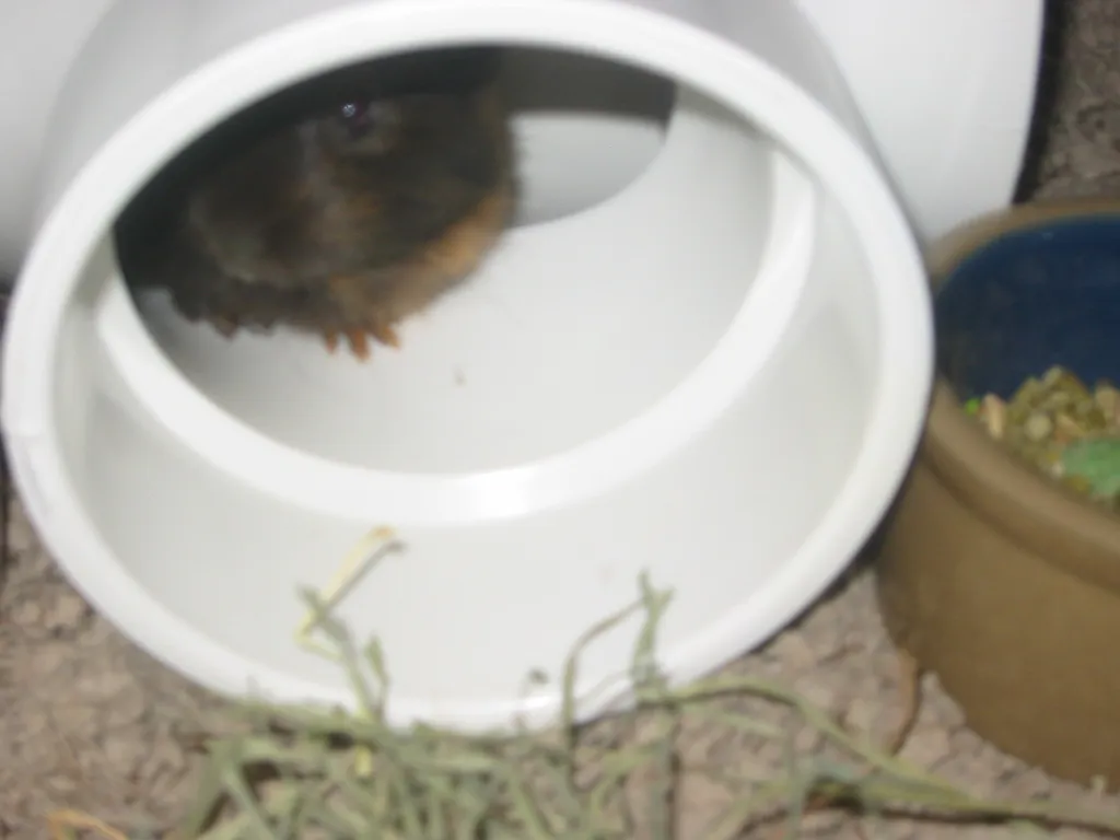 snoozer finds the pipe